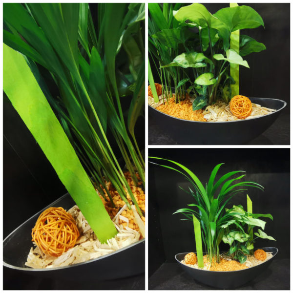 Duo de plantes vertes dans sa barque
