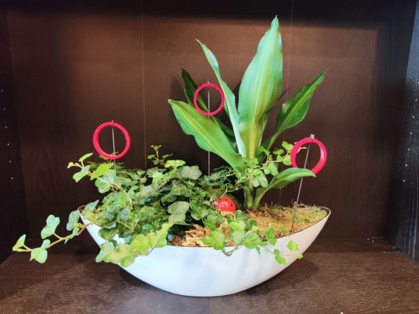 Duo de plantes vertes dans leur barque