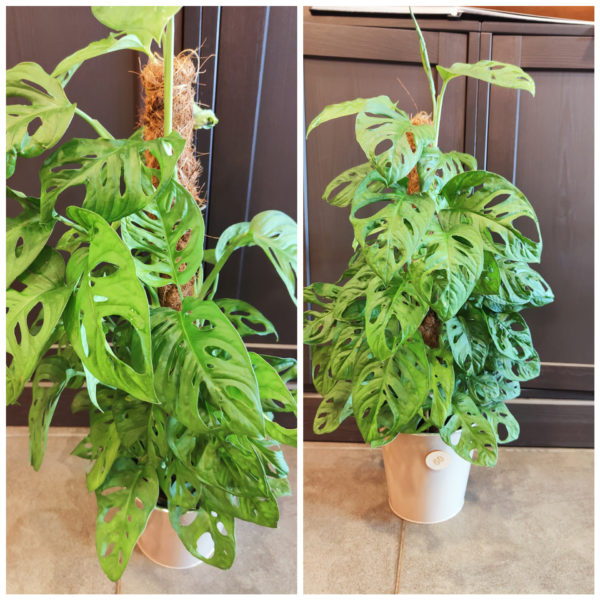 Monstera Monkey grimpant et son cache pot