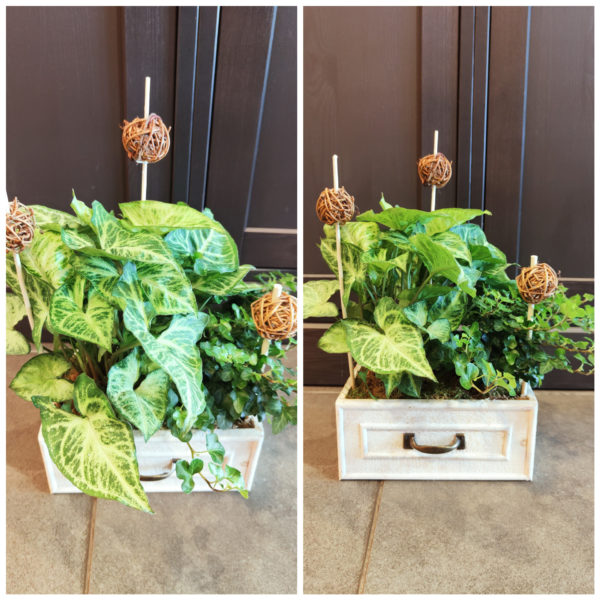 Duo de plantes vertes dans son tirroir