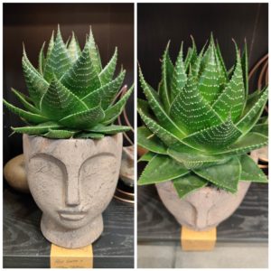 Aloë Cosmo et son cache pot Tête Inca