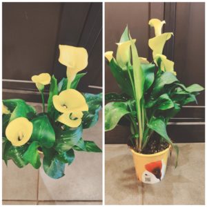 Magnifique Calla blanc ou jaune