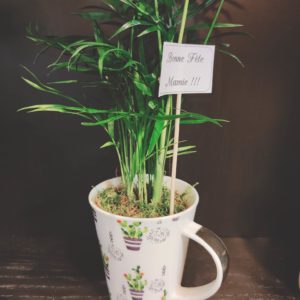 Plante verte dans sa jolie tasse