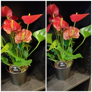 Anthurium Rouge et son cache pot