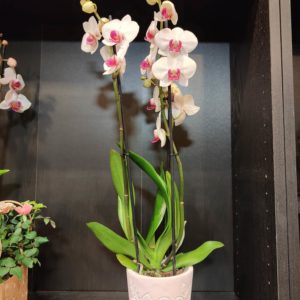 Orchidée Blanche coeur rose dans sa poterie (3 branches!)