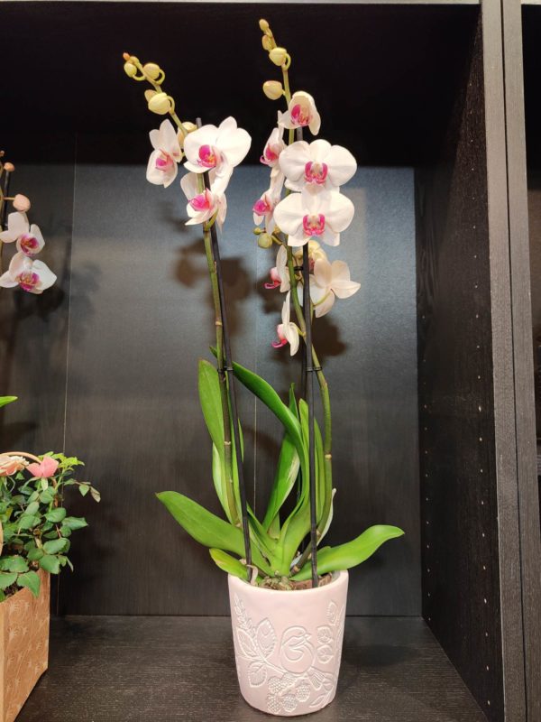 Orchidée Blanche coeur rose dans sa poterie (3 branches!)