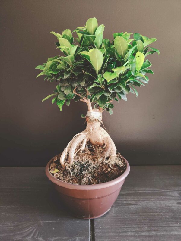 Bonzaï Ficus Ginseng