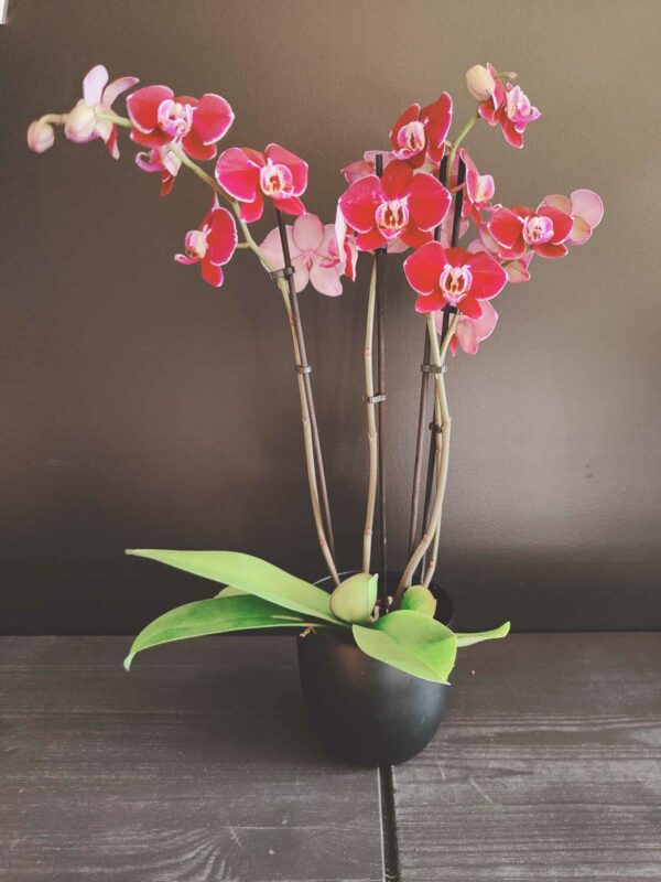 Grande Orchidée rose 2 tiges et son cache pot