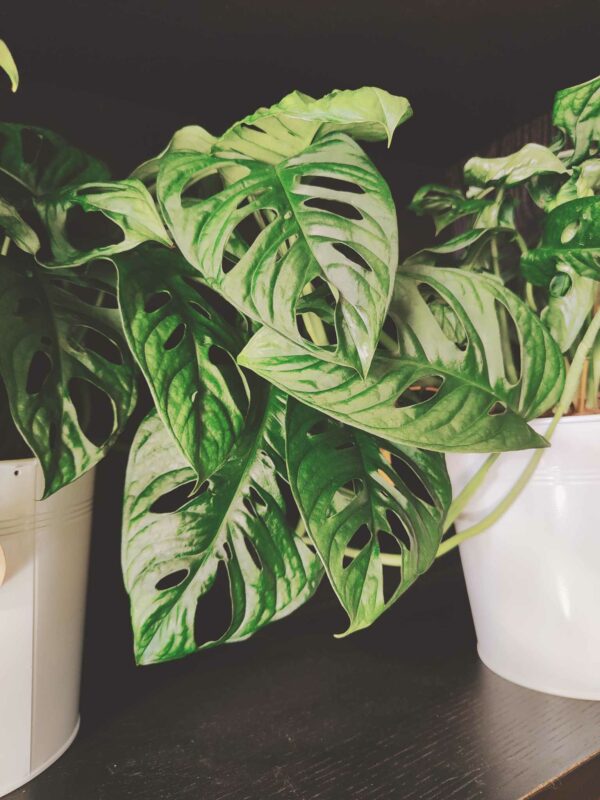 Monkey Monstera