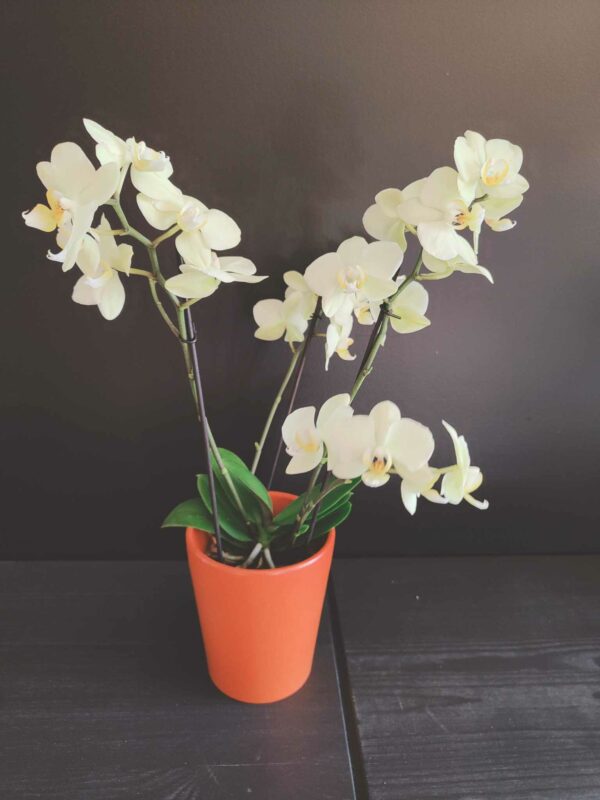 Orchidée jaune poudré 4 tiges et son cache pot Terracotta