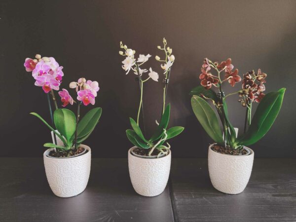 Petite Orchidée 2 tiges et sa poterie